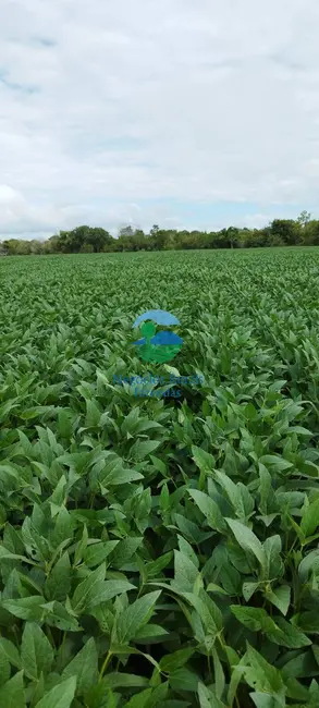 Fazenda / Haras com 2 quartos à venda, 280m2 em Gurupi - TO - imagem 4 Foto 4 de Fazenda / Haras com 2 quartos à venda, 280m2 em Gurupi - TO