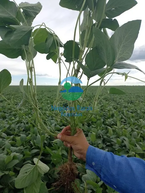 Foto 4 de Fazenda / Haras com 2 quartos à venda, 10930m2 em Uruacu - GO