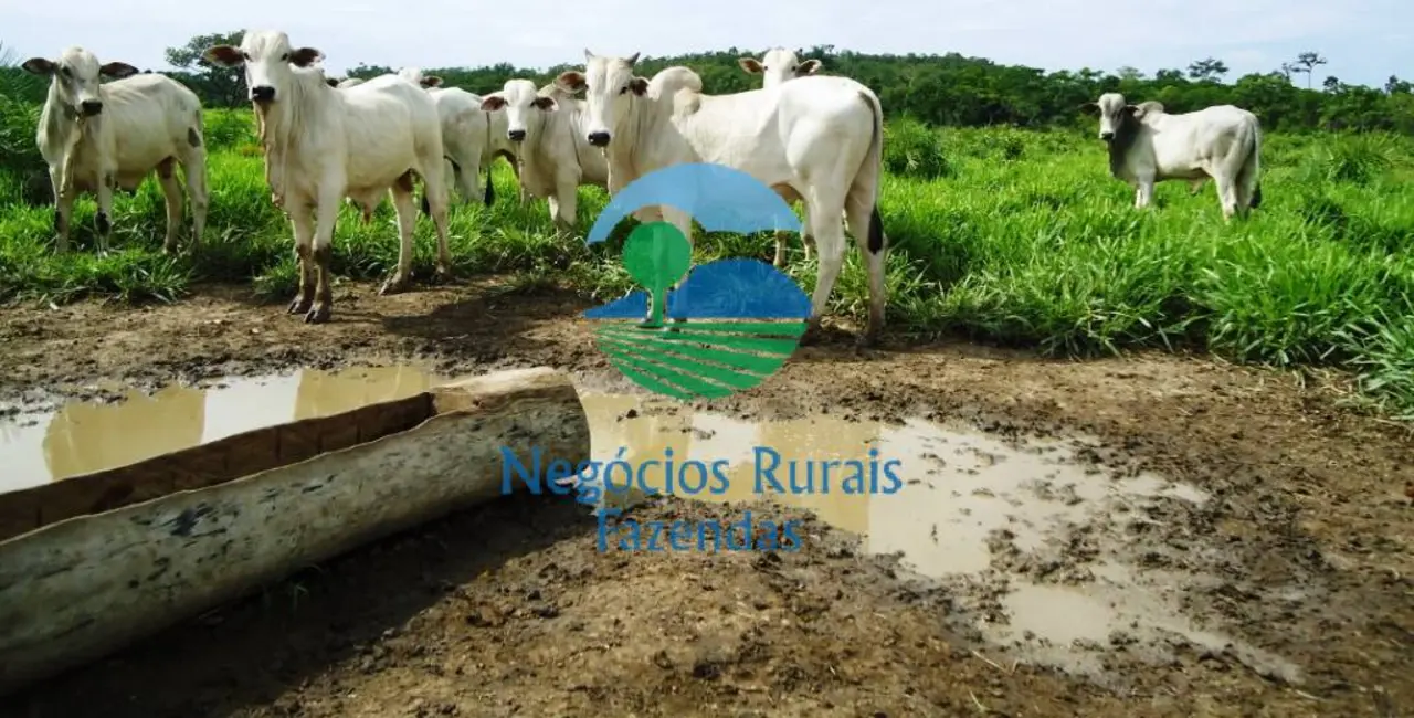 Foto 5 de Fazenda / Haras com 5 quartos à venda, 900m2 em Pedro Afonso - TO