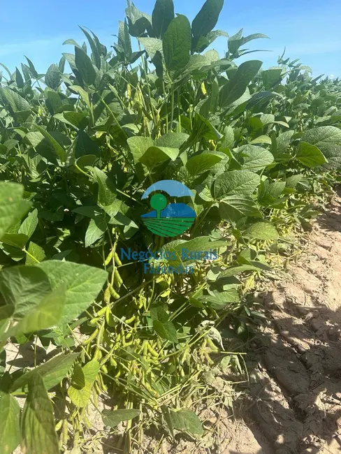 Foto 3 de Fazenda / Haras com 2 quartos à venda, 2000m2 em Palmas - TO