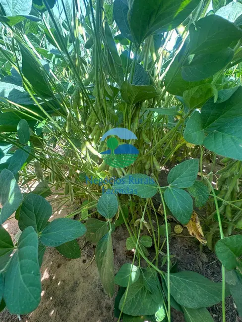 Foto 5 de Fazenda / Haras com 2 quartos à venda, 2000m2 em Palmas - TO