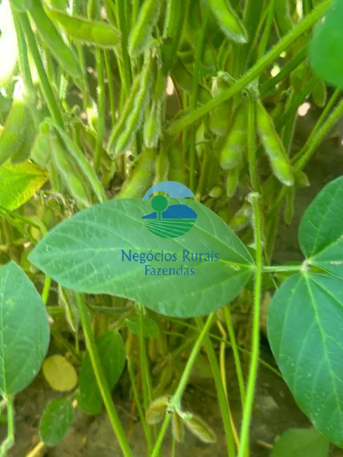 Foto 8 de Fazenda / Haras com 2 quartos à venda, 2000m2 em Palmas - TO