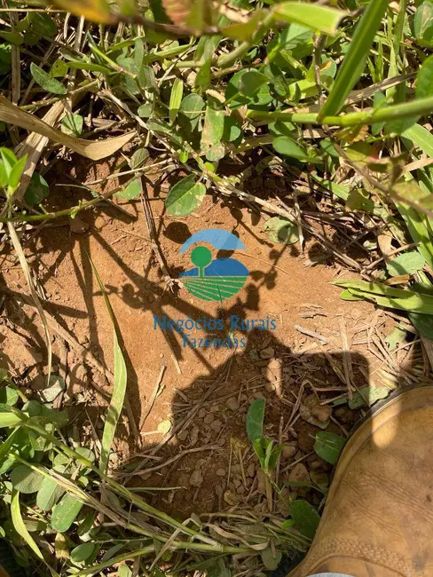 Foto 9 de Fazenda / Haras com 3 quartos à venda, 2081m2 em Mara Rosa - GO