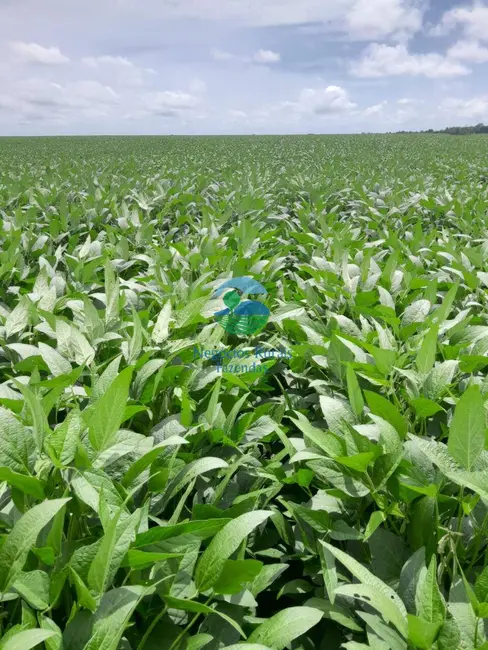 Foto 6 de Fazenda / Haras à venda, 4805m2 em Cristalandia - TO