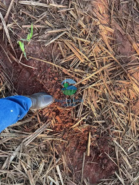 Foto 8 de Fazenda / Haras à venda em Goianesia - GO
