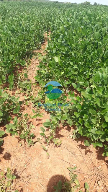 Foto 8 de Fazenda / Haras à venda, 183m2 em Centro, Goianesia - GO