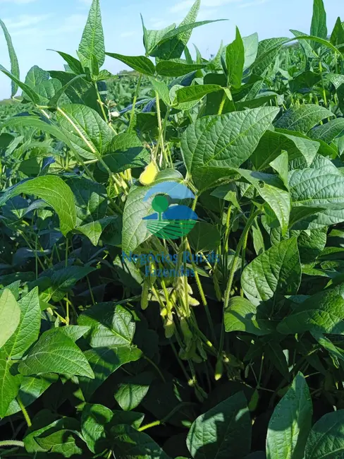 Foto 2 de Fazenda / Haras à venda, 183m2 em Centro, Goianesia - GO