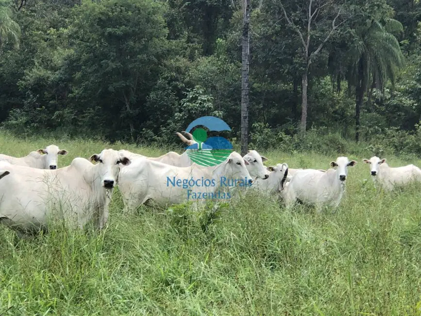 Foto 5 de Fazenda / Haras à venda, 640m2 em Centro, Formosa - GO