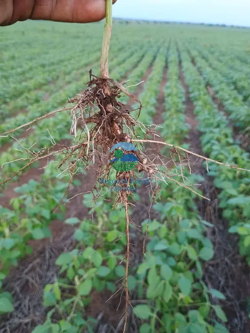 Fazenda / Haras à venda, 1960m2 em Plano Diretor Sul, Palmas - TO - imagem 2 Foto 2 de Fazenda / Haras à venda, 1960m2 em Plano Diretor Sul, Palmas - TO