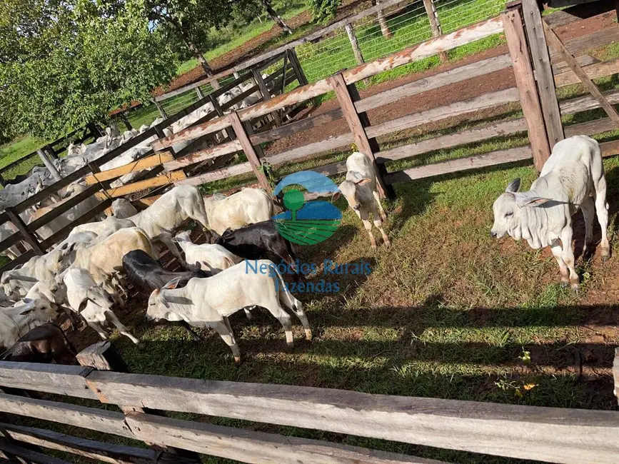 Foto 6 de Fazenda / Haras com 5 quartos à venda, 208m2 em Crixas - GO