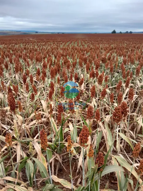 Foto 1 de Fazenda / Haras com 8 quartos à venda, 3460m2 em Morrinhos - GO