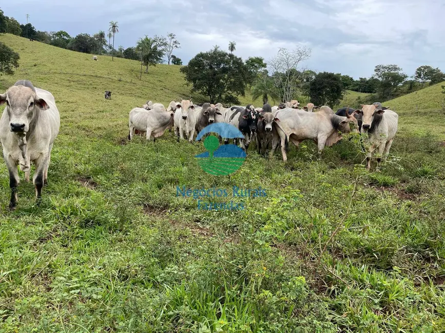Foto 1 de Fazenda / Haras com 3 quartos à venda, 324m2 em Formoso - GO