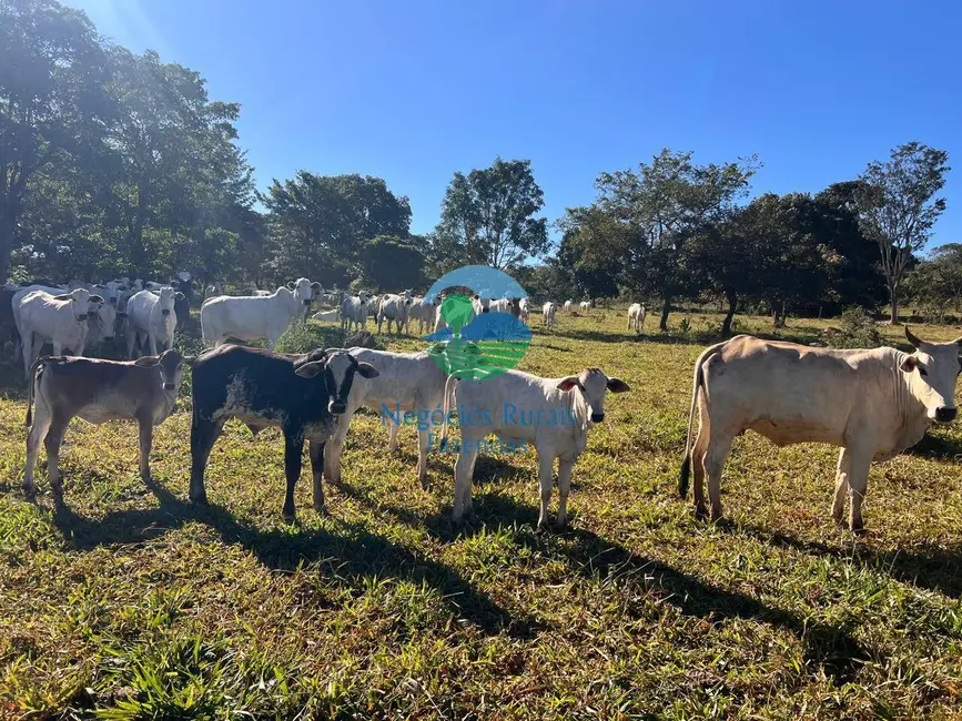 Foto 5 de Fazenda / Haras à venda, 992m2 em Área Rural de Luziânia, Luziania - GO