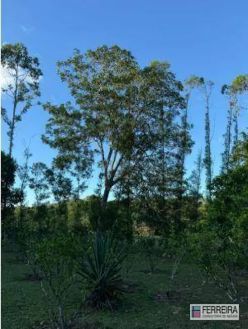 Foto 5 de Chácara com 4 quartos à venda, 39000m2 em Aracas - BA