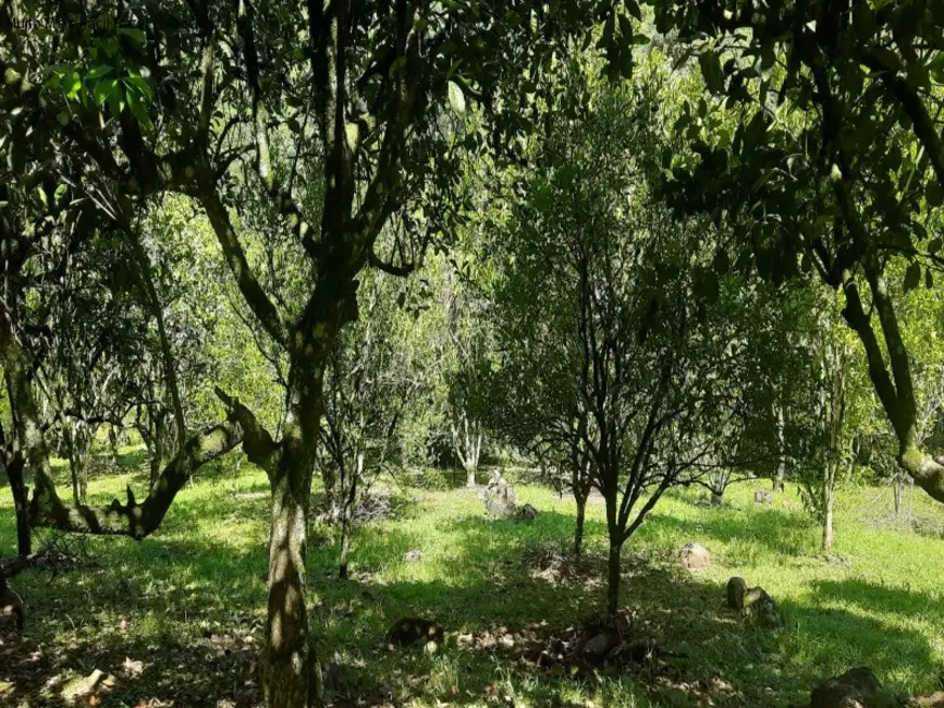 Sítio / Rancho com 2 quartos à venda, 12m2 em Nova Petropolis - RS - imagem 4 Foto 4 de Sítio / Rancho com 2 quartos à venda, 12m2 em Nova Petropolis - RS