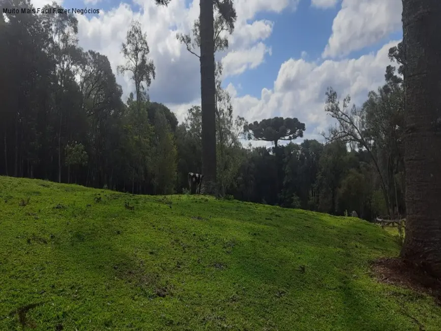 Sítio / Rancho com 1 quarto à venda, 80m2 em Nova Petropolis - RS - imagem 8 Foto 8 de Sítio / Rancho com 1 quarto à venda, 80m2 em Nova Petropolis - RS