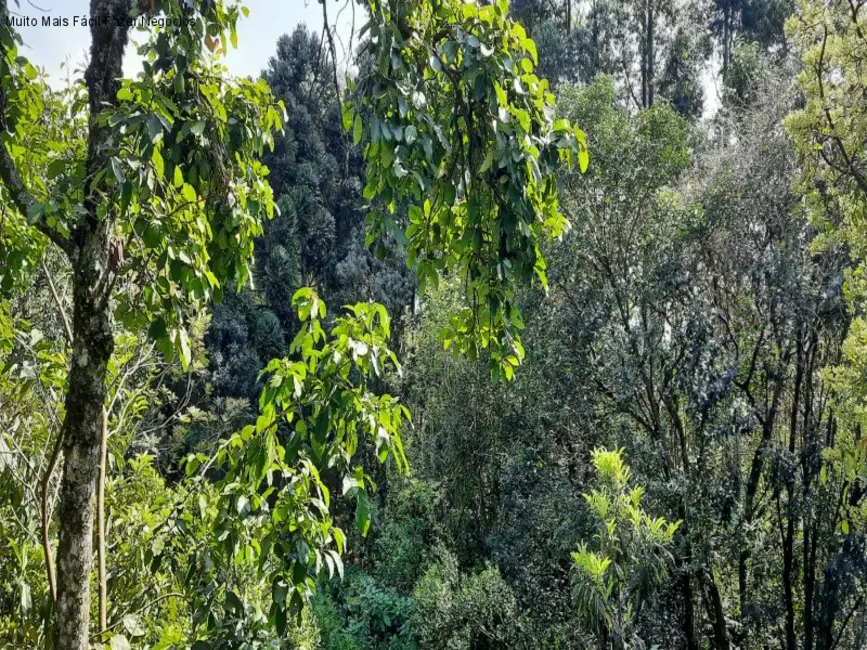Foto 4 de Terreno / Lote com 3 quartos à venda, 160m2 em Nova Petropolis - RS