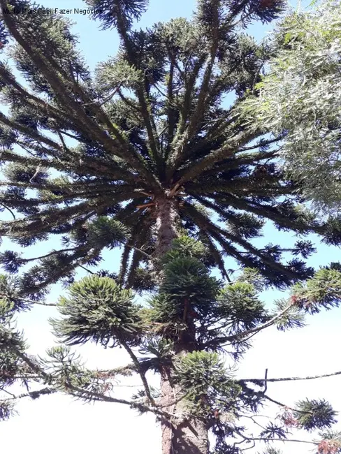 Casa com 5 quartos à venda, 281m2 em Nova Petropolis - RS - imagem 6 Foto 6 de Casa com 5 quartos à venda, 281m2 em Nova Petropolis - RS