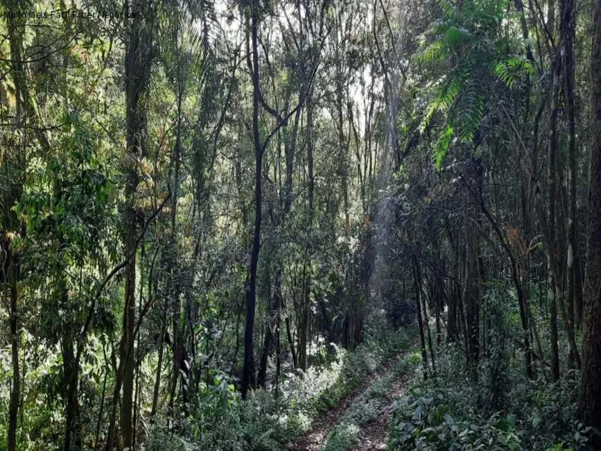 Terreno / Lote à venda em Nova Petropolis - RS - imagem 3 Foto 3 de Terreno / Lote à venda em Nova Petropolis - RS