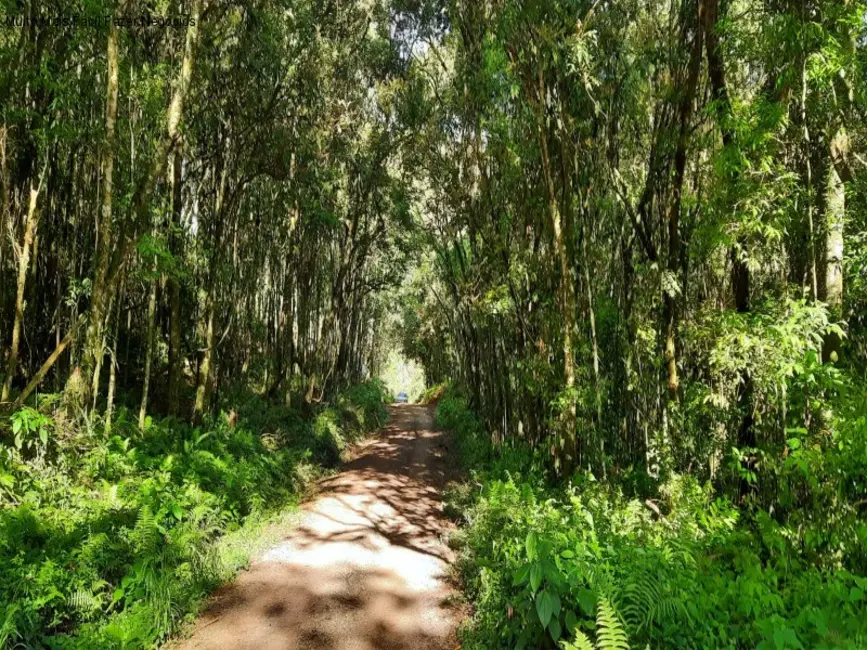 Foto 6 de Terreno / Lote à venda em Nova Petropolis - RS
