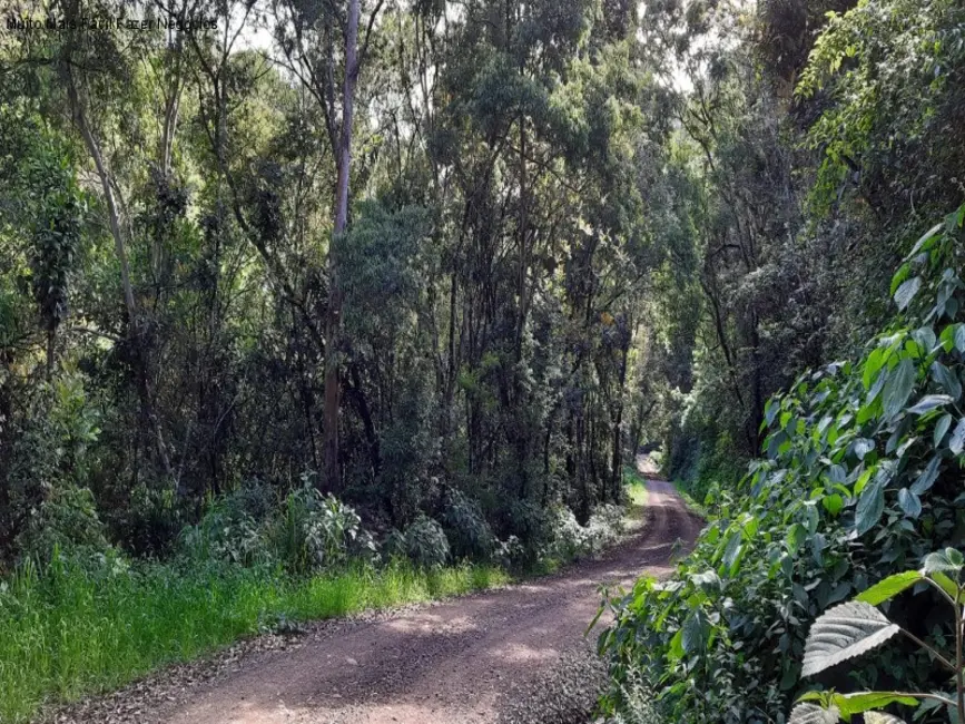 Terreno / Lote à venda em Nova Petropolis - RS - imagem 5 Foto 5 de Terreno / Lote à venda em Nova Petropolis - RS