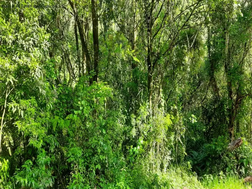 Terreno / Lote à venda em Nova Petropolis - RS - imagem 6 Foto 6 de Terreno / Lote à venda em Nova Petropolis - RS