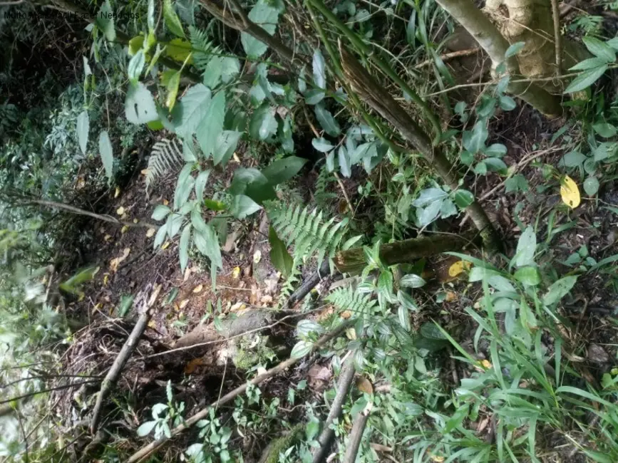 Terreno / Lote à venda, 225000m2 em Nova Petropolis - RS - imagem 8 Foto 8 de Terreno / Lote à venda, 225000m2 em Nova Petropolis - RS