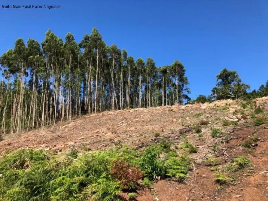Terreno / Lote à venda em Picada Cafe - RS - imagem 3 Foto 3 de Terreno / Lote à venda em Picada Cafe - RS