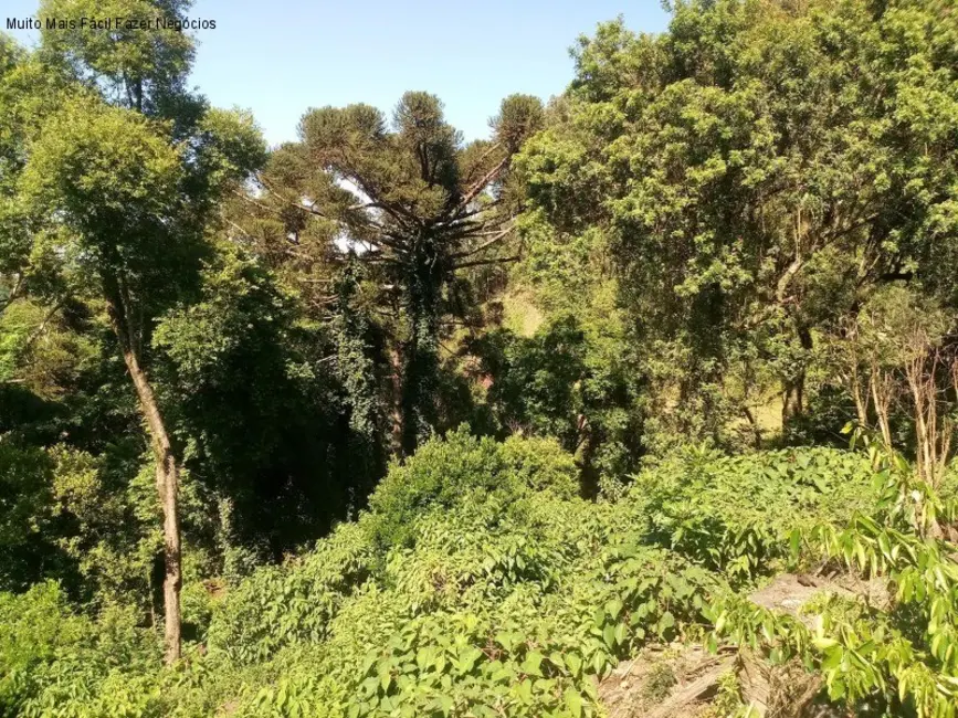 Terreno / Lote à venda, 3500m2 em Nova Petropolis - RS - imagem 5 Foto 5 de Terreno / Lote à venda, 3500m2 em Nova Petropolis - RS