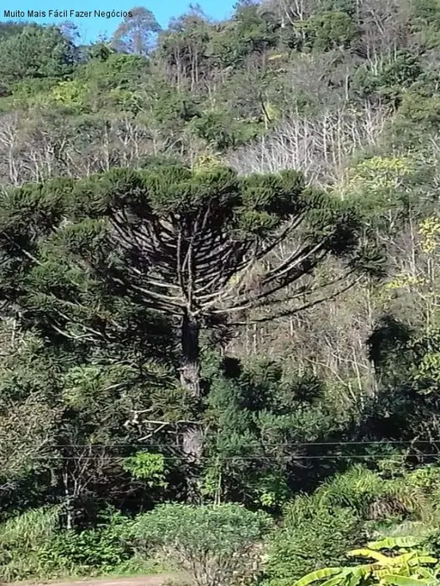 Terreno / Lote à venda em Nova Petropolis - RS - imagem 6 Foto 6 de Terreno / Lote à venda em Nova Petropolis - RS