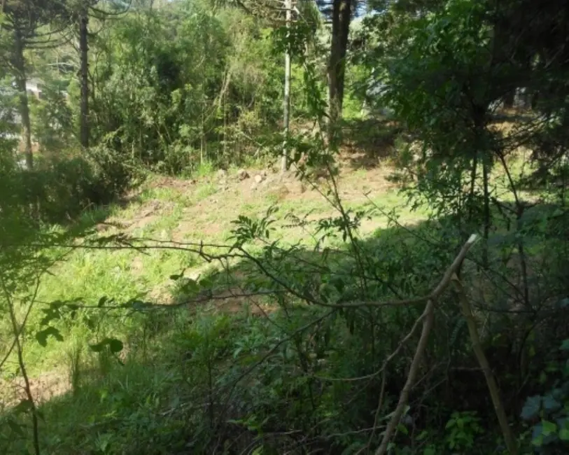Terreno / Lote à venda, 2500m2 em Nova Petropolis - RS - imagem 8 Foto 8 de Terreno / Lote à venda, 2500m2 em Nova Petropolis - RS