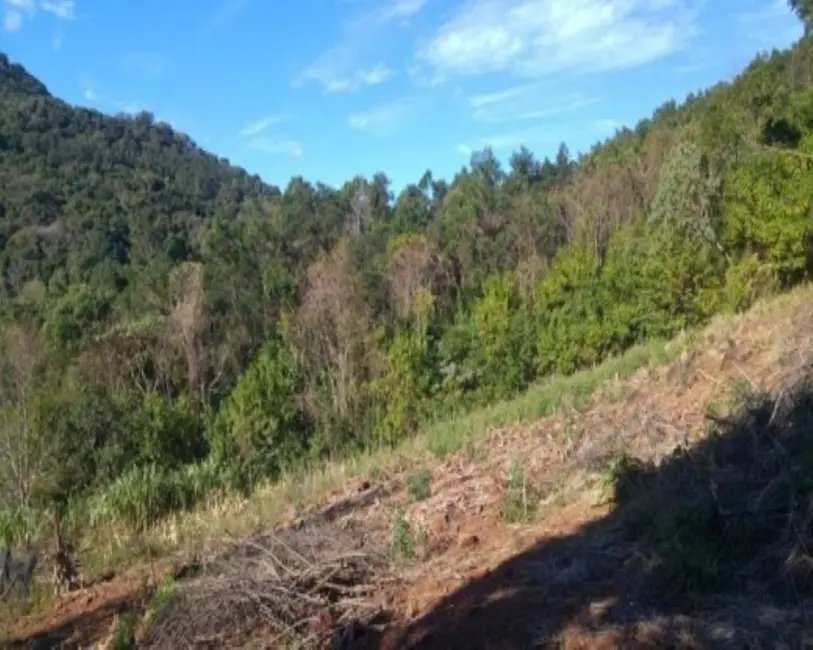 Foto 4 de Sítio / Rancho com 3 quartos à venda, 65m2 em Nova Petropolis - RS