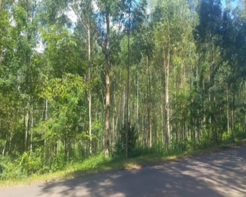 Sítio / Rancho com 4 quartos à venda, 168m2 em Vila Cristina, Caxias Do Sul - RS - imagem 4 Foto 4 de Sítio / Rancho com 4 quartos à venda, 168m2 em Vila Cristina, Caxias Do Sul - RS