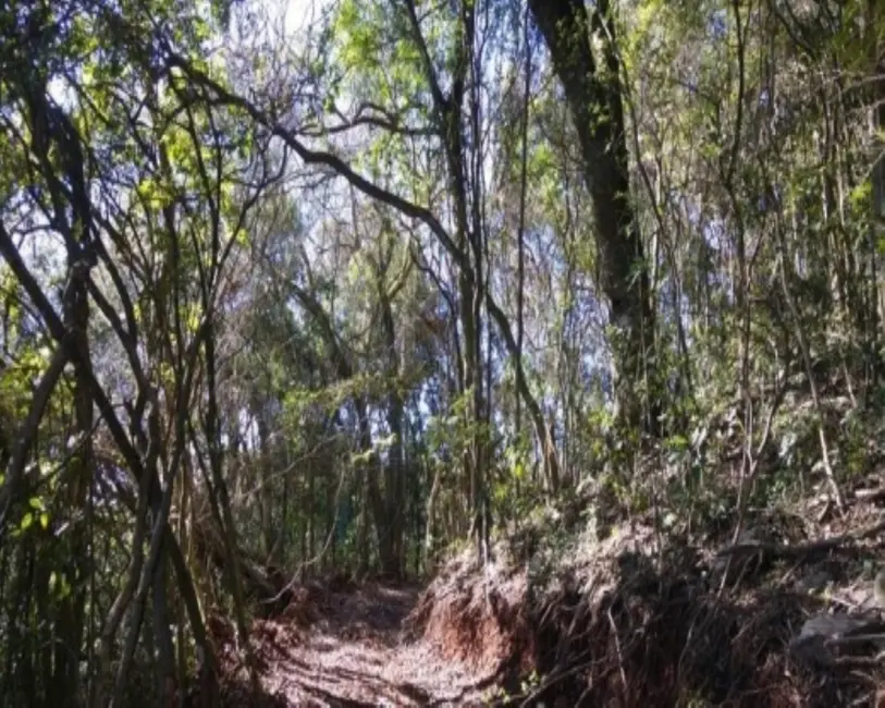 Foto 6 de Terreno / Lote à venda, 6210m2 em Nova Petropolis - RS