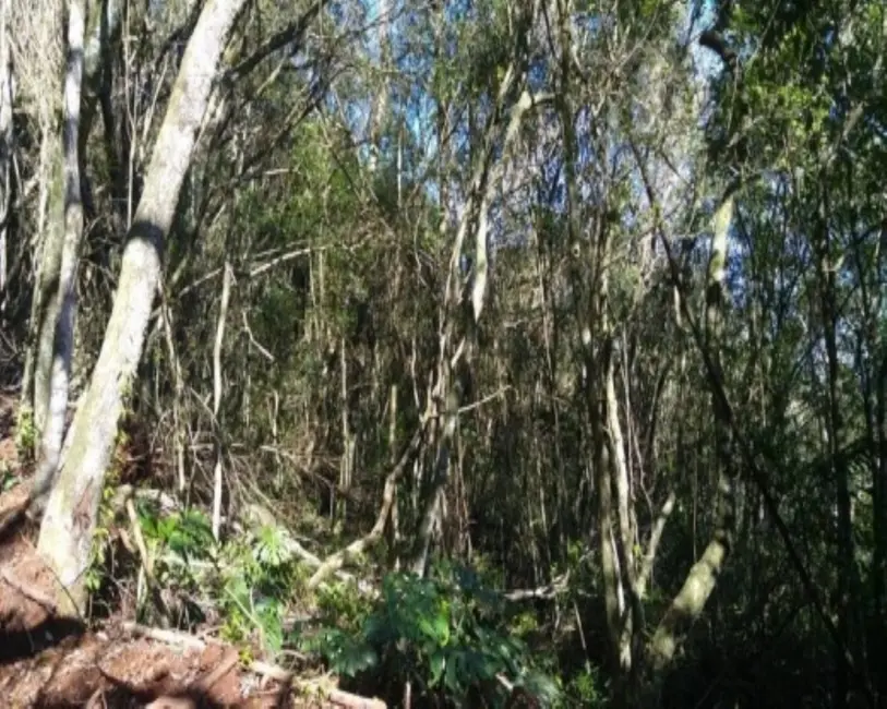 Foto 8 de Terreno / Lote à venda, 6210m2 em Nova Petropolis - RS