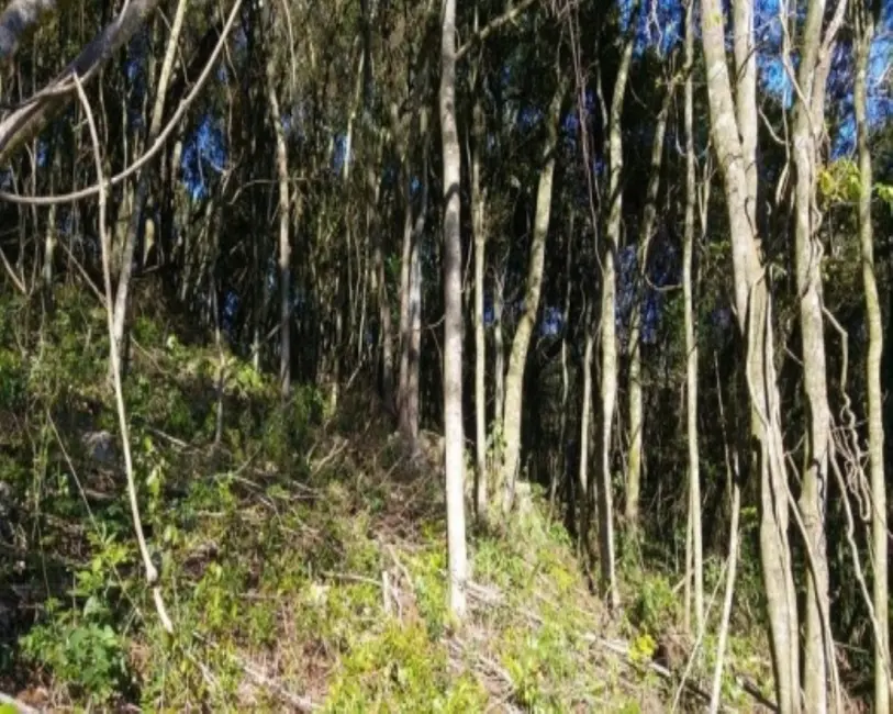 Foto 7 de Terreno / Lote à venda, 6210m2 em Nova Petropolis - RS