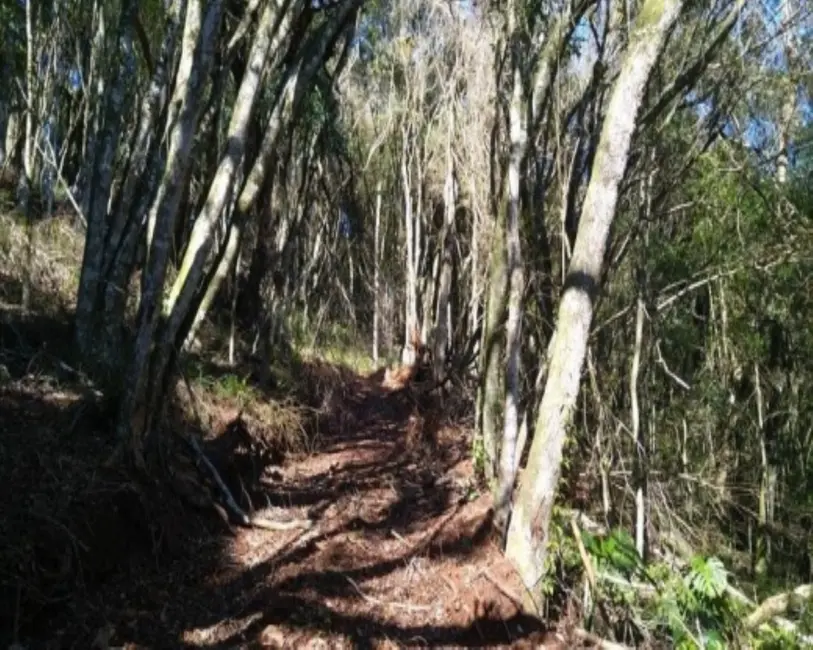 Foto 9 de Terreno / Lote à venda, 6210m2 em Nova Petropolis - RS
