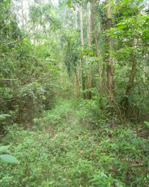 Terreno / Lote à venda, 190000m2 em Nova Petropolis - RS - imagem 2 Foto 2 de Terreno / Lote à venda, 190000m2 em Nova Petropolis - RS