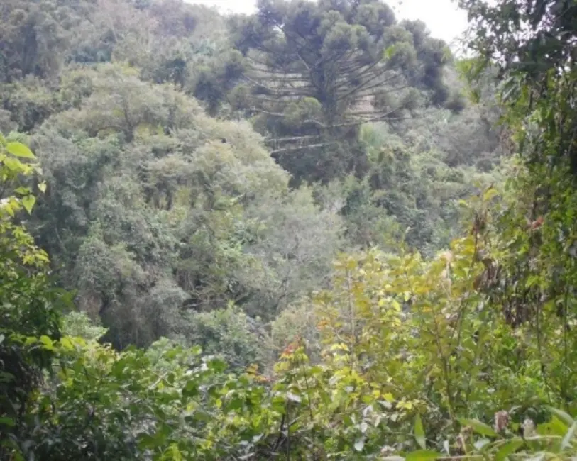 Terreno / Lote à venda, 190000m2 em Nova Petropolis - RS - imagem 8 Foto 8 de Terreno / Lote à venda, 190000m2 em Nova Petropolis - RS