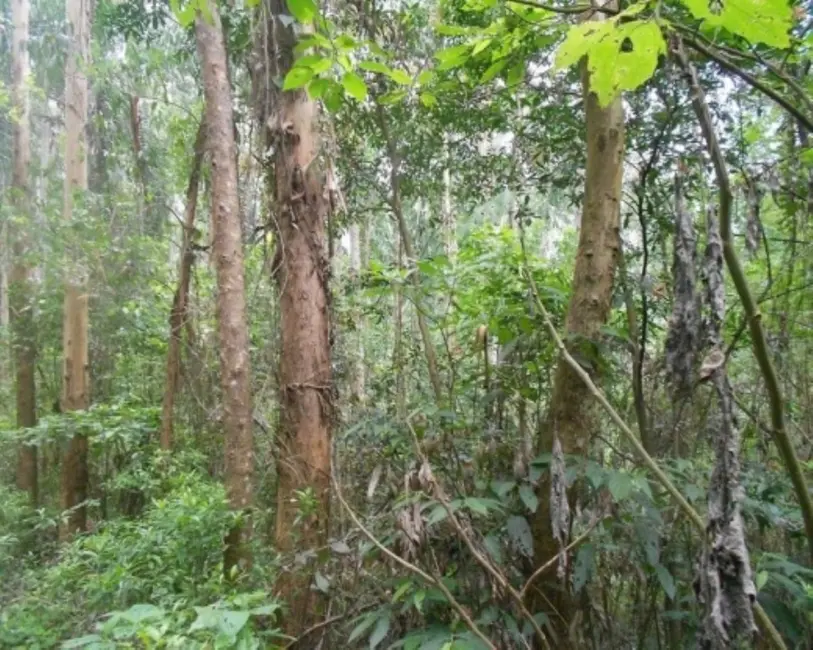 Terreno / Lote à venda, 190000m2 em Nova Petropolis - RS - imagem 3 Foto 3 de Terreno / Lote à venda, 190000m2 em Nova Petropolis - RS