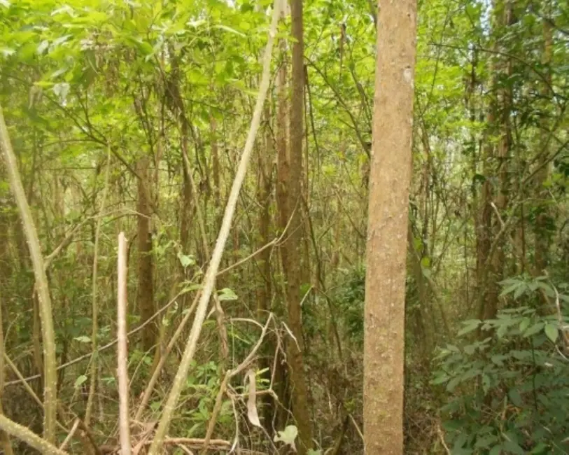 Terreno / Lote à venda, 190000m2 em Nova Petropolis - RS - imagem 4 Foto 4 de Terreno / Lote à venda, 190000m2 em Nova Petropolis - RS