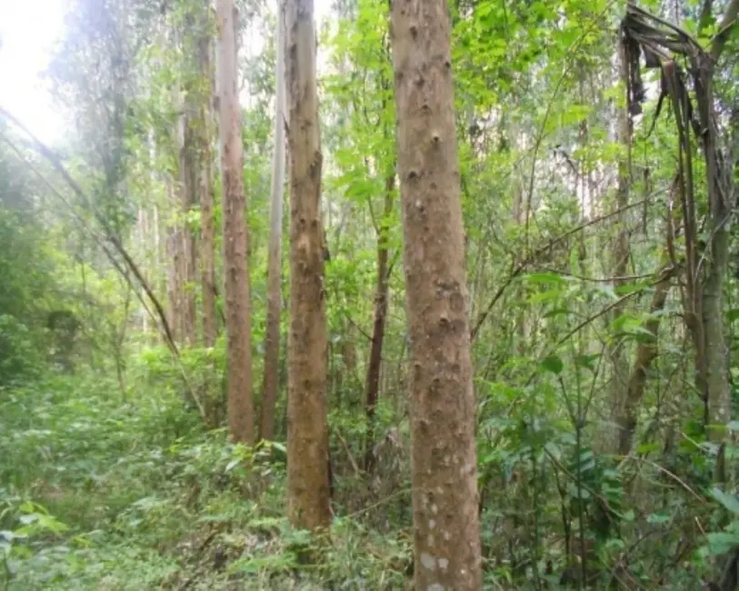 Terreno / Lote à venda, 190000m2 em Nova Petropolis - RS - imagem 1 Foto 1 de Terreno / Lote à venda, 190000m2 em Nova Petropolis - RS
