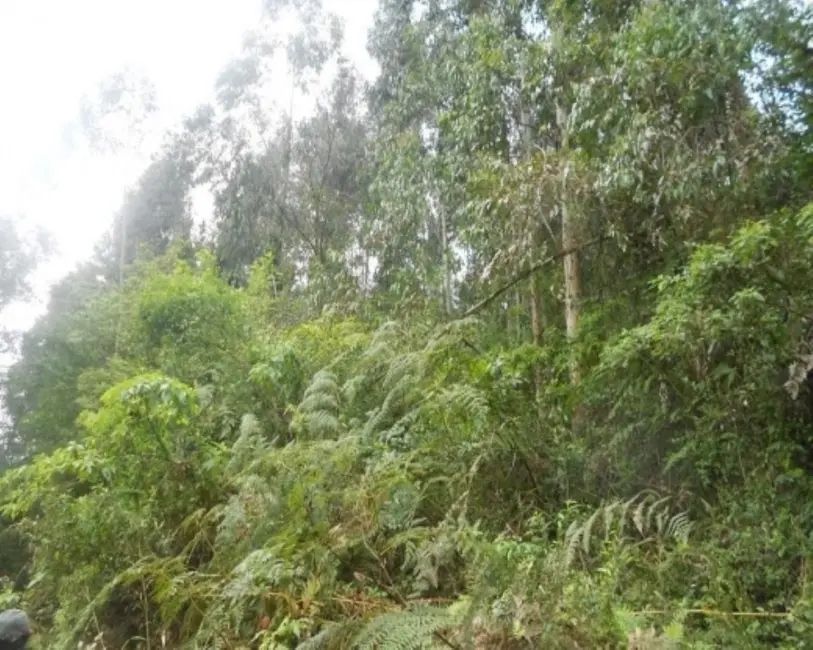 Terreno / Lote à venda, 190000m2 em Nova Petropolis - RS - imagem 6 Foto 6 de Terreno / Lote à venda, 190000m2 em Nova Petropolis - RS