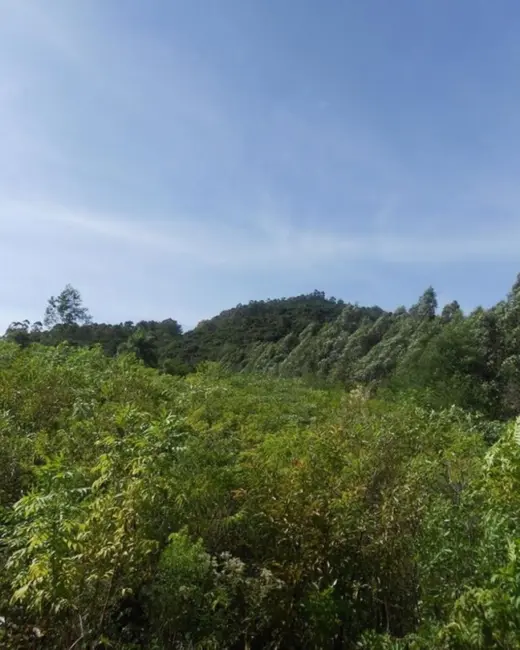 Terreno / Lote à venda em Picada Cafe - RS - imagem 7 Foto 7 de Terreno / Lote à venda em Picada Cafe - RS