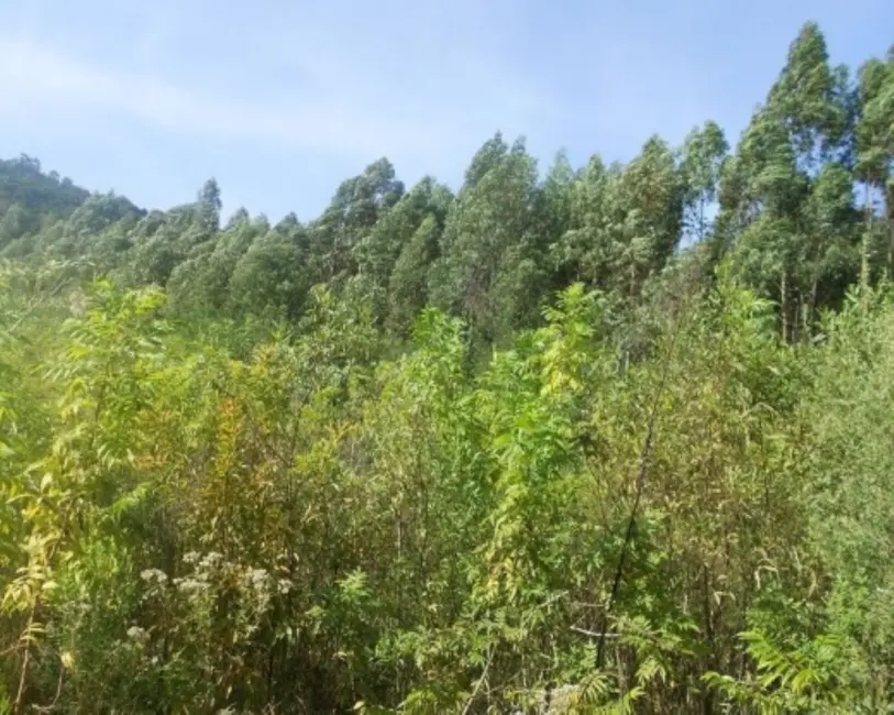 Terreno / Lote à venda em Picada Cafe - RS - imagem 6 Foto 6 de Terreno / Lote à venda em Picada Cafe - RS