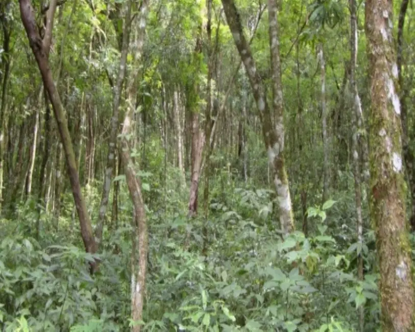 Terreno / Lote à venda em Nova Petropolis - RS - imagem 3 Foto 3 de Terreno / Lote à venda em Nova Petropolis - RS
