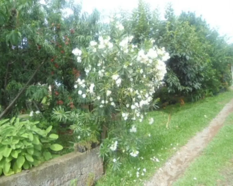 Casa com 3 quartos à venda, 143m2 em Nova Petropolis - RS - imagem 7 Foto 7 de Casa com 3 quartos à venda, 143m2 em Nova Petropolis - RS