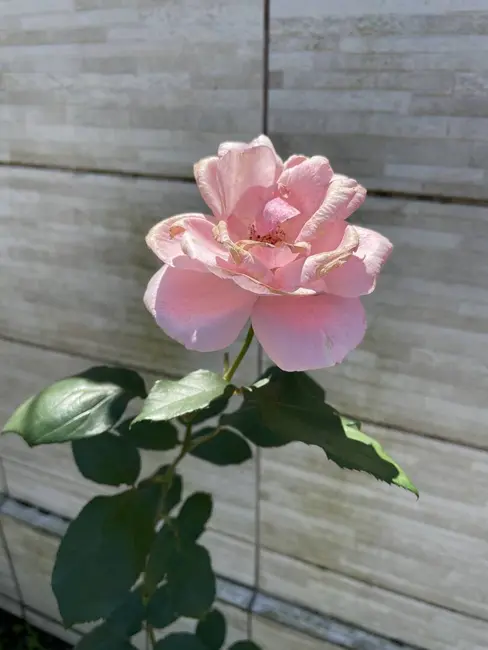 Casa com 2 quartos à venda, 137m2 em Olaria, Canoas - RS - imagem 7 Foto 7 de Casa com 2 quartos à venda, 137m2 em Olaria, Canoas - RS