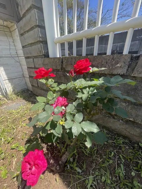 Casa com 2 quartos à venda, 137m2 em Olaria, Canoas - RS - imagem 5 Foto 5 de Casa com 2 quartos à venda, 137m2 em Olaria, Canoas - RS