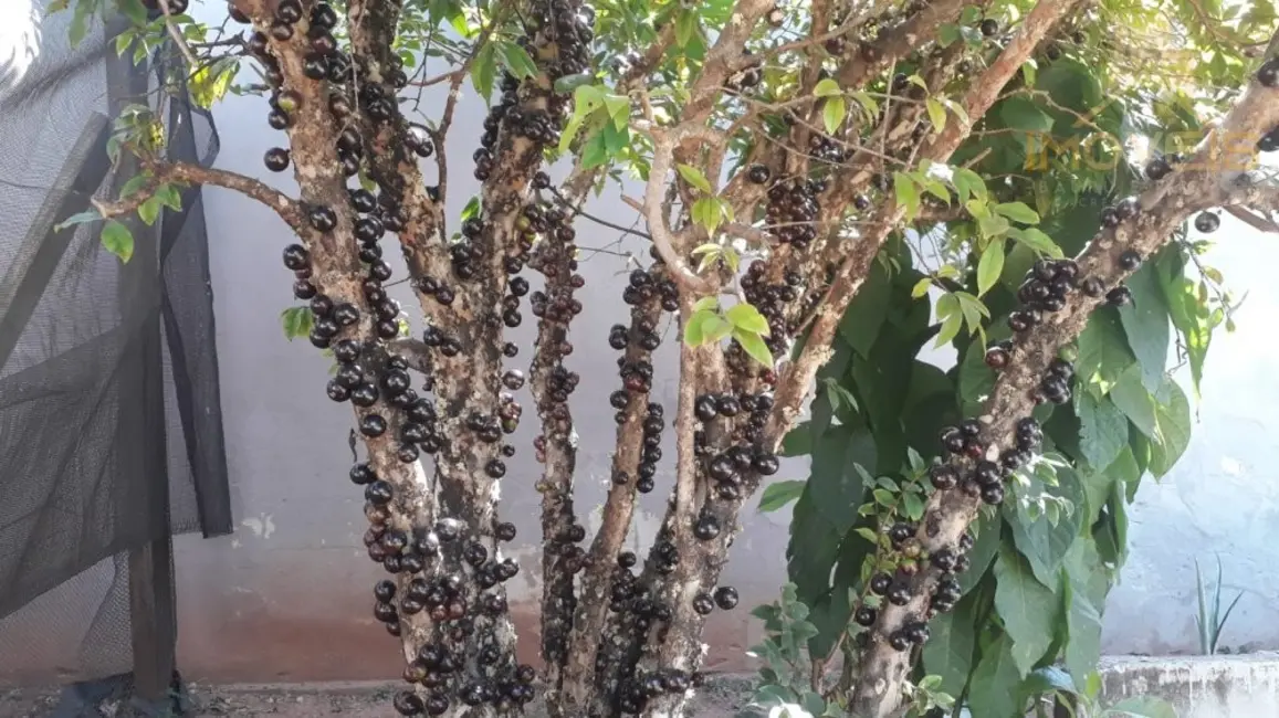 Foto 9 de Chácara com 2 quartos à venda, 700m2 em Quinta da Bela Olinda, Bauru - SP